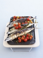 Mediterranean Mackerel